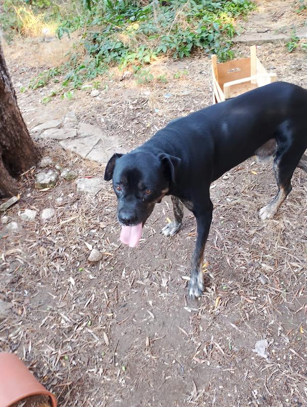 ✨ Igor, gigante buono in cerca di una seconda occasione ✨ Foto 8